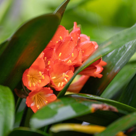 Natal Lily - Clivia miniata-Evergreen,Flowering,Moderate Water,Outdoor,Partial Shade,Slow Growing,Tropical-Nursery Near Me