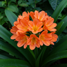 Natal Lily