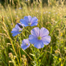 Native Flax