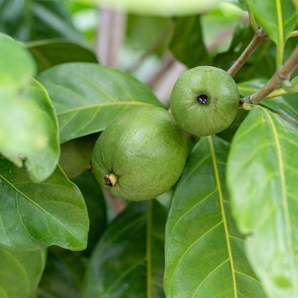 Native Gardenia - Randia fitzalanii-Evergreen,Fruiting,Hedge,Moderate Water,Native,Outdoor,Partial Shade,Slow Growing-Nursery Near Me