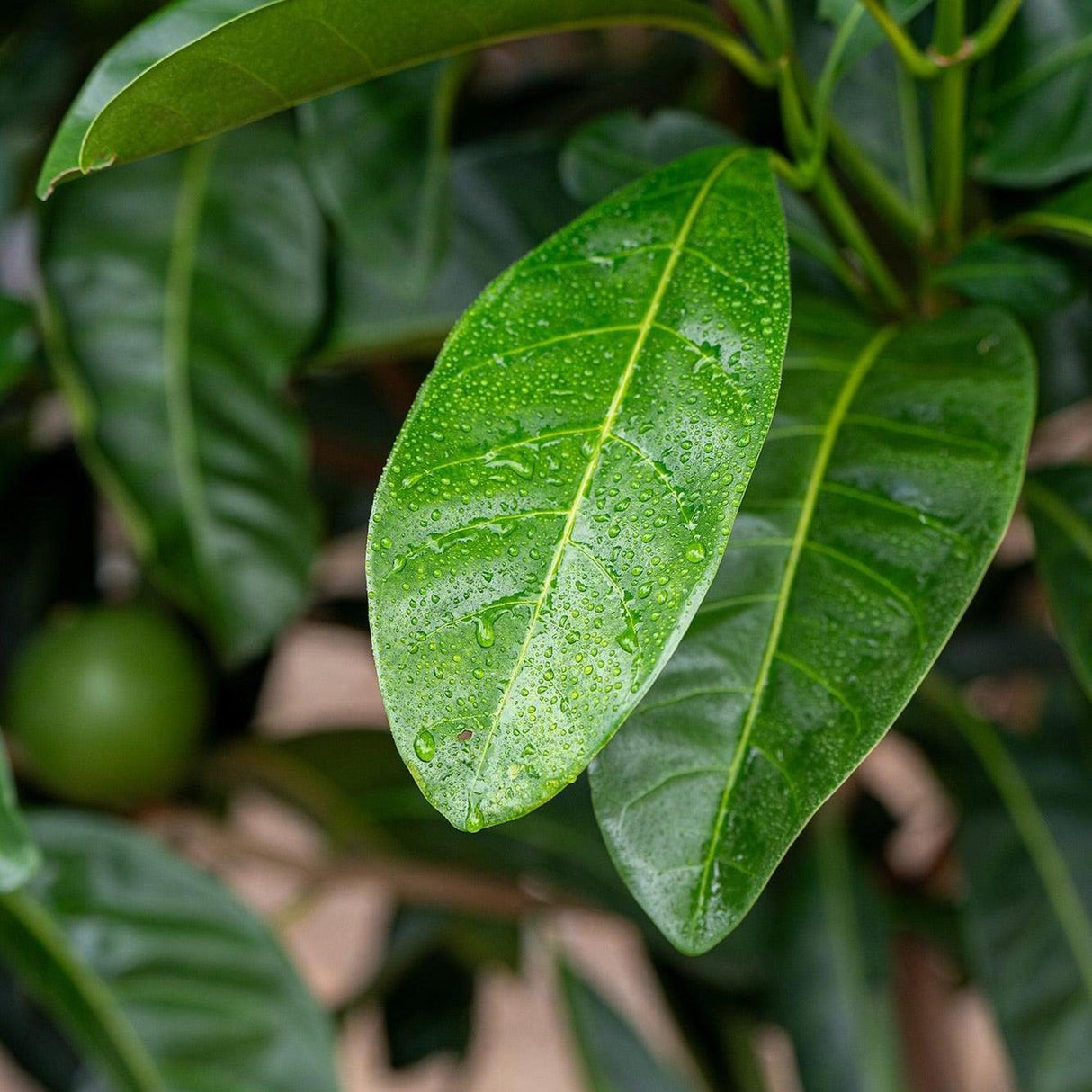 Native Gardenia - Randia fitzalanii-Evergreen,Fruiting,Hedge,Moderate Water,Native,Outdoor,Partial Shade,Slow Growing-Nursery Near Me