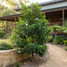 Native Gardenia