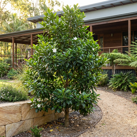 Native Gardenia (Randia fitzalanii) with fragrant white flowers planted beside a curved gravel path in front of a wooden house.