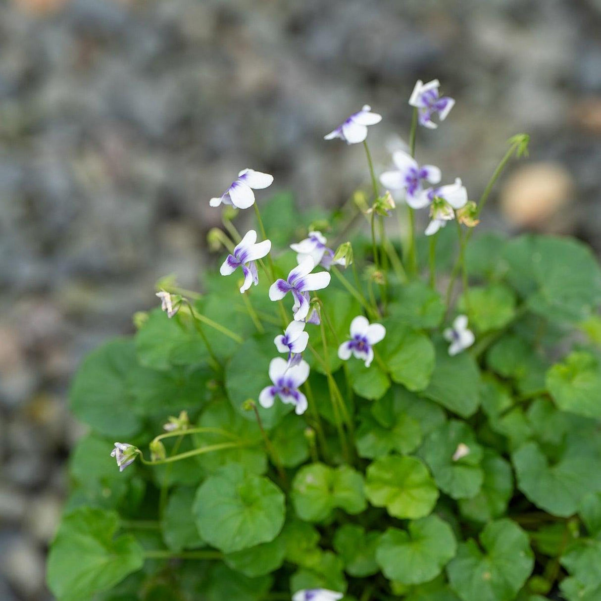 Native Violet - Viola hederacea-Evergreen,Fast Growing,Full Shade,Ground Cover,Moderate Water,Native,Outdoor,Screening,Tiles-Nursery Near Me