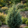 Naylor’s Blue Leyland Cypress