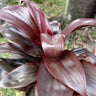 Negra Cordyline