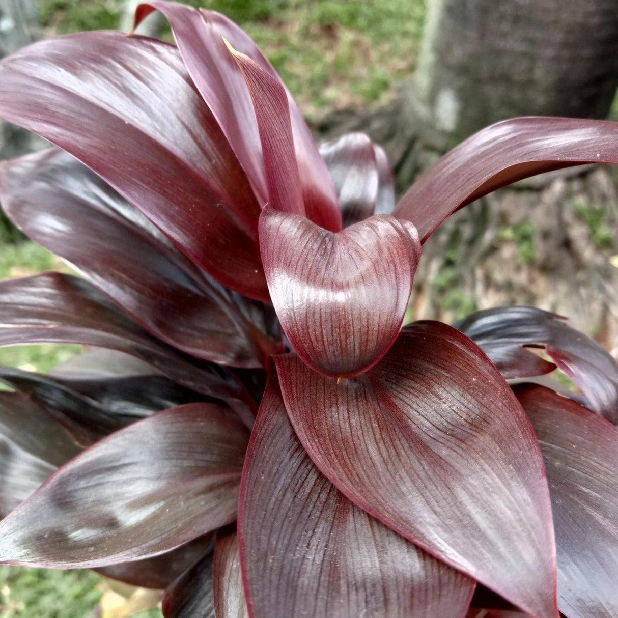 Negra Cordyline - Cordyline fruticosa 'Negra'-Evergreen,Moderate Growing,Moderate Water,Ornamental,Outdoor,Partial Shade,Tropical-Nursery Near Me