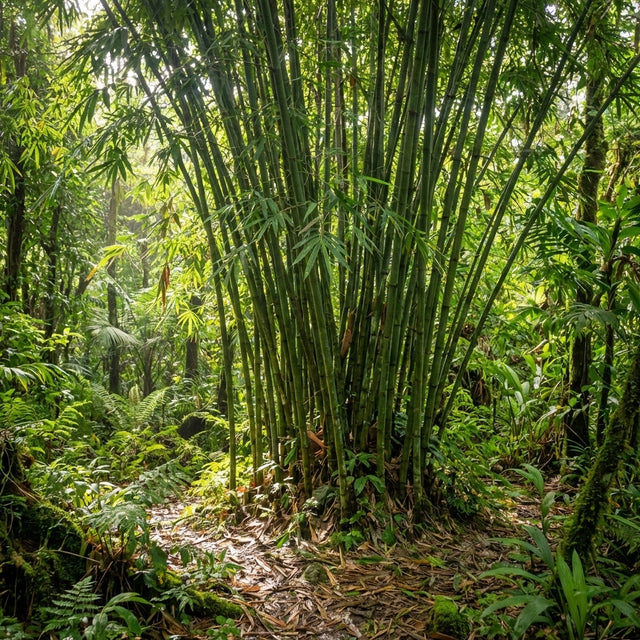 A dense cluster of Nepalese Blue Bamboo - Himalayacalamus porcatus Nepalese Blue, with tall stalks and lush green foliage in a sunlit forest, highlights this striking ornamental bamboo’s natural beauty.