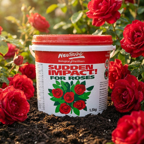 A red and white tub of Neutrog 1.5kg Sudden Impact For Roses Fertiliser sits on soil, surrounded by blooming red roses.