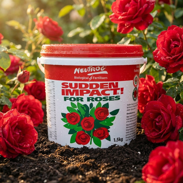 A red and white tub of Neutrog 1.5kg Sudden Impact For Roses Fertiliser sits on soil, surrounded by blooming red roses.