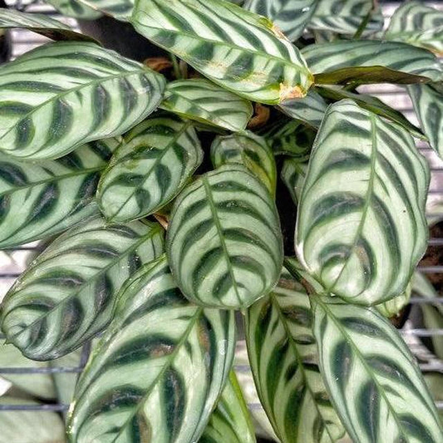 Never Never Plant - Ctenanthe oppenheimiana-Evergreen,Indoor,Moderate Growing,Moderate Water,Ornamental,Partial Shade,Tropical-Nursery Near Me