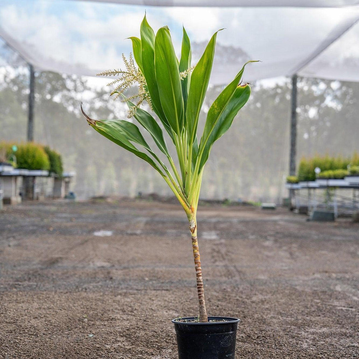 New Conga Cordyline - Cordyline fruticosa 'New Conga'-Evergreen,Moderate Growing,Moderate Water,Outdoor,Partial Shade,Shrub,Tropical-Nursery Near Me