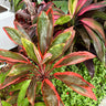 New Conga Cordyline