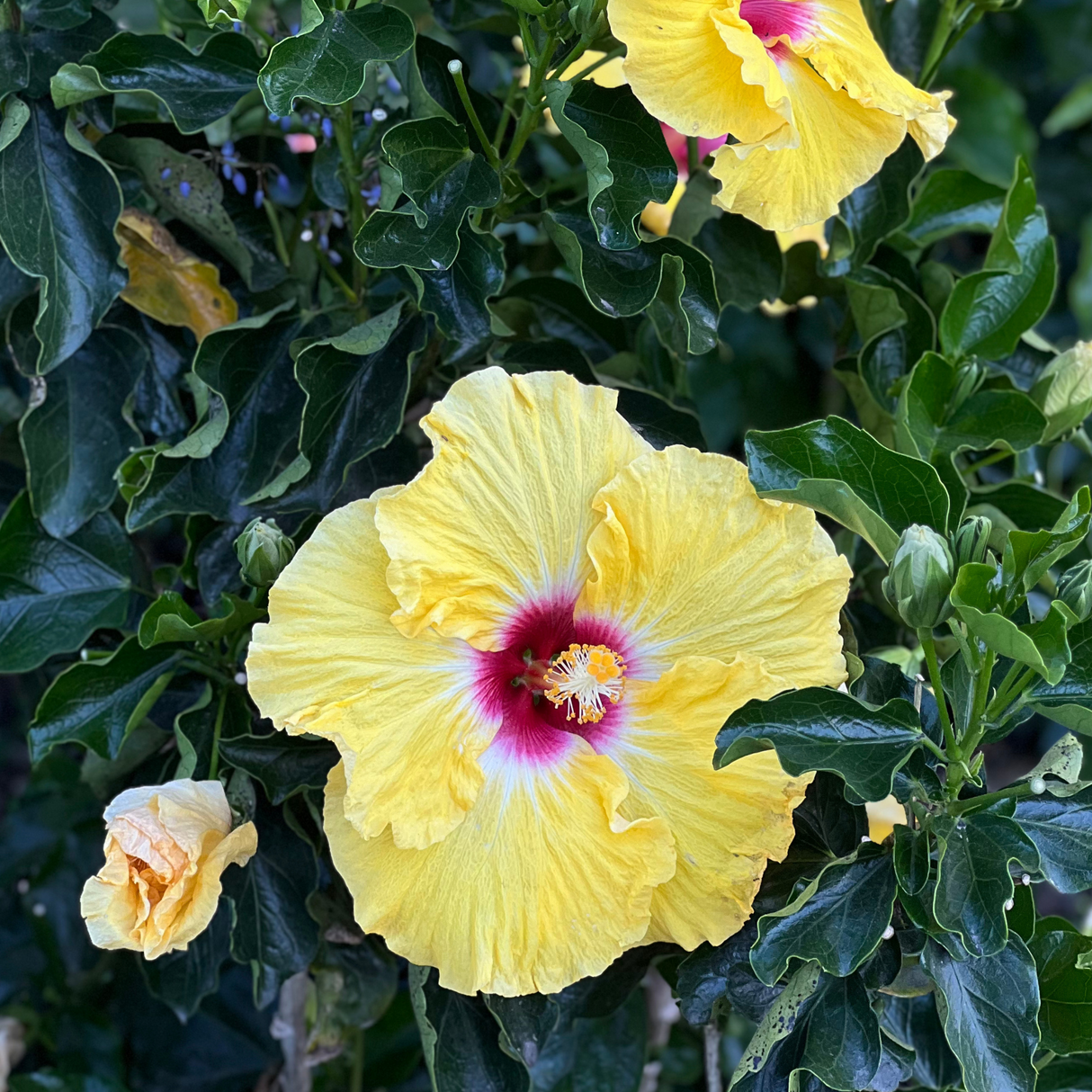 Lollipops Hibiscus - Hibiscus 'Lollipops' features large yellow blooms with a red center, set amid green leaves and buds—a striking shrub ideal for adding tropical flair to your landscape.