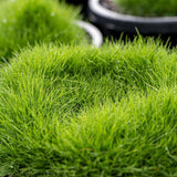 No Mow Grass - Zoysia tenuifolia-Evergreen,Full Sun,Ground Cover,Low Water,Ornamental,Outdoor,Screening,Slow Growing,Tiles-Nursery Near Me