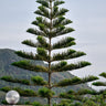 Norfolk Island Pine