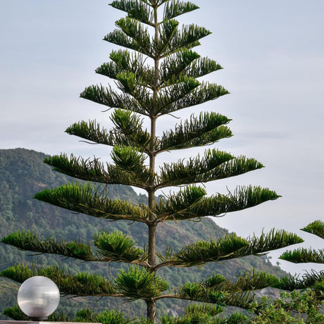 Norfolk Island Pine - Araucaria heterophylla-Conifer,Evergreen,Full Sun,Moderate Growing,Moderate Water,Outdoor,Screening,Tree-Nursery Near Me