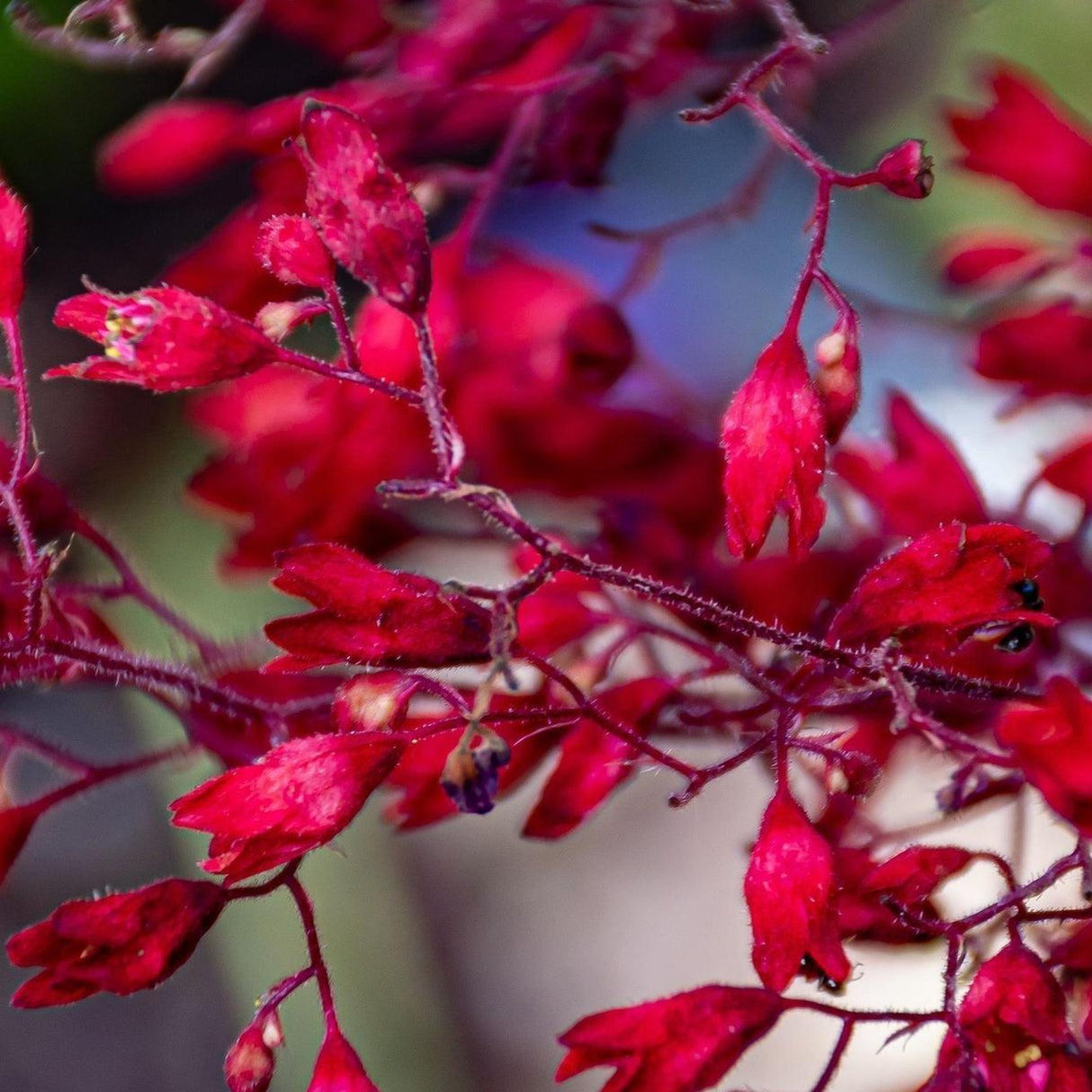 Northern Exposure Red Coral Bells - Heuchera 'Northern Exposure Red'-Evergreen,Flowering,Moderate Water,Ornamental,Outdoor,Partial Shade,Slow Growing-Nursery Near Me