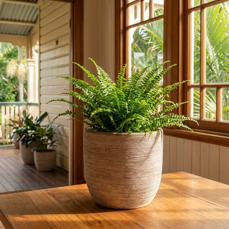 A lush fern sits in a Noto Ceramic Indoor Pot (360mm x 360mm) on a wooden table by a sunny window in a bright, plant-filled room.