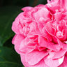 Nuccio's Jewel Camellia