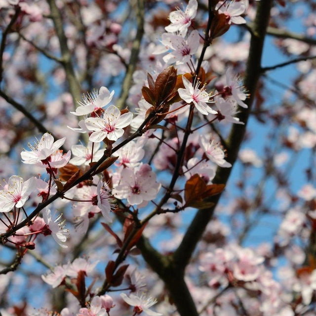 Oakville Crimson Spire Cherry Plum - Prunus cerasifera 'Oakville Crimson Spire'-Deciduous,Fast Growing,Full Sun,Moderate Water,Outdoor,Screening,Tree-Nursery Near Me