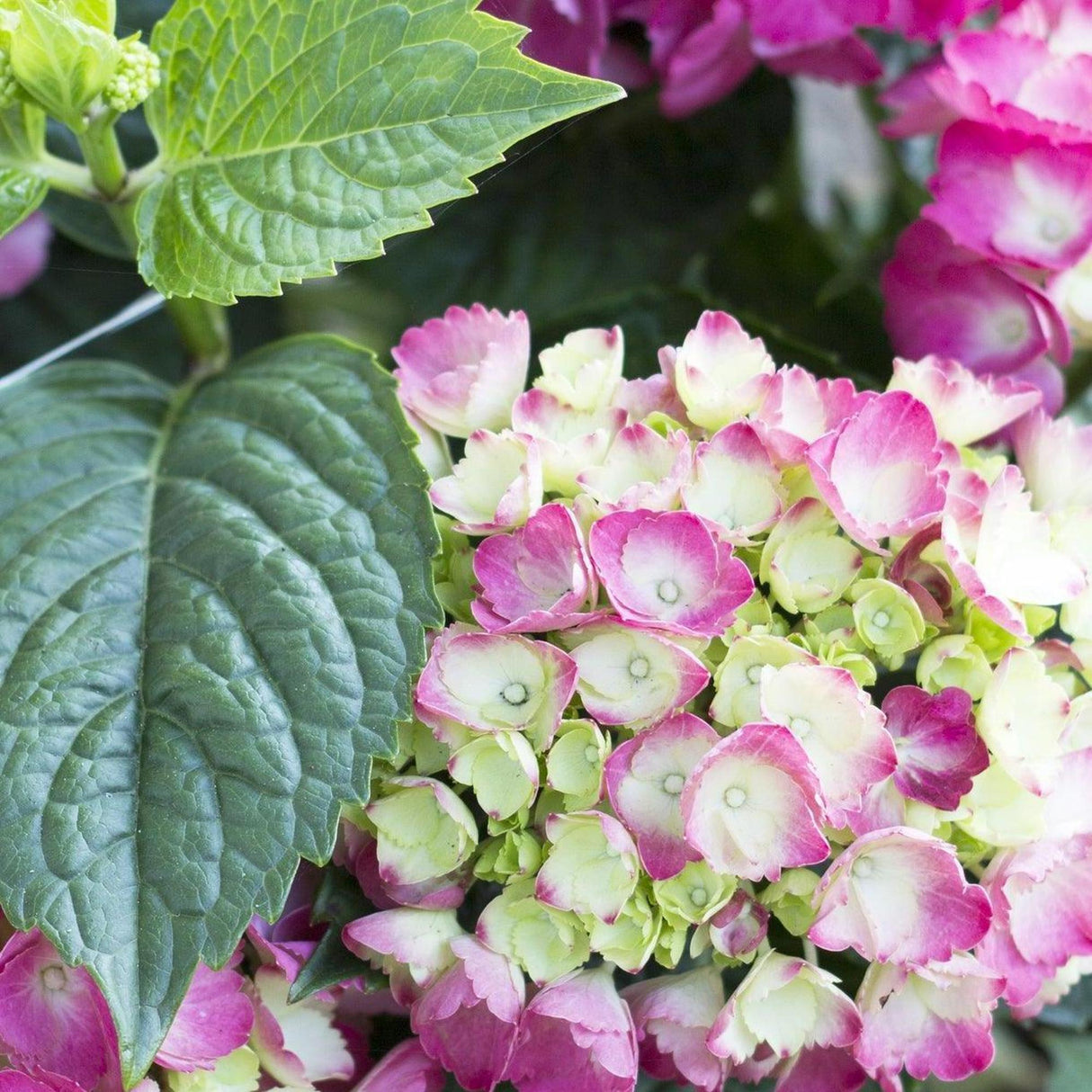 Obsidian Storm Cloud Hydrangea - Hydrangea macrophylla 'Obsidian Storm Cloud'-Deciduous,Flowering,Moderate Water,Ornamental,Outdoor,Partial Shade,Shrub,Slow Growing-Nursery Near Me