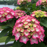 Obsidian Storm Cloud Hydrangea