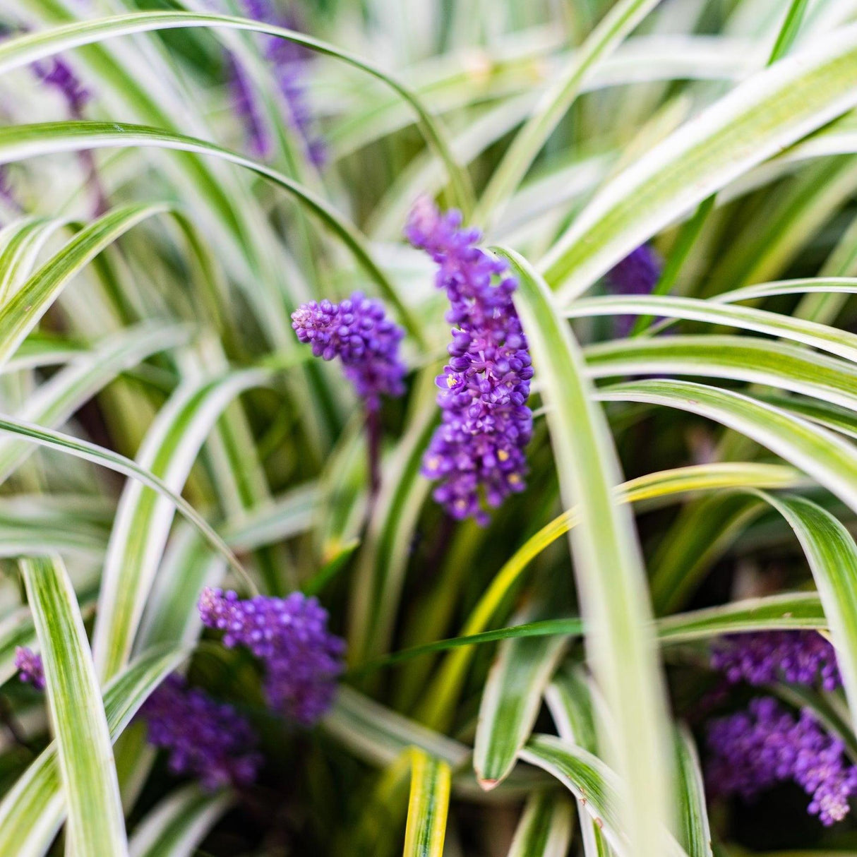 Okina Lilyturf - Liriope muscari 'Okina'-Evergreen,Grass,Moderate Growing,Moderate Water,Ornamental,Outdoor,Partial Shade-Nursery Near Me