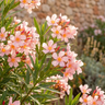 Oleander ‘Dwarf Pink’