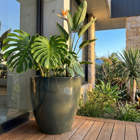 The Olive Green LA Egg Pot, available in various sizes, holds a large green potted plant with split leaves and an orange flower, placed on a wooden deck beside a modern house.