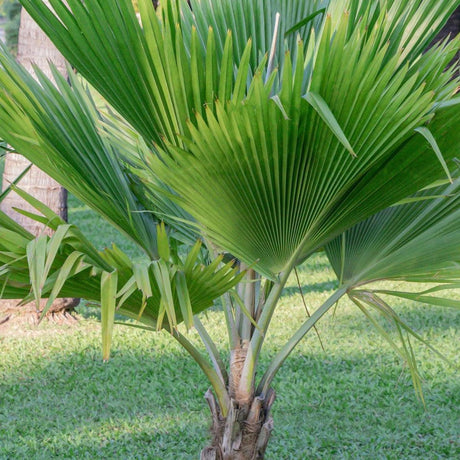 Oliviform Palm - Kentiopsis oliviformis-Evergreen,Moderate Growing,Moderate Water,Outdoor,Palm,Partial Shade,Tropical-Nursery Near Me