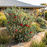 One-Sided Bottlebrush