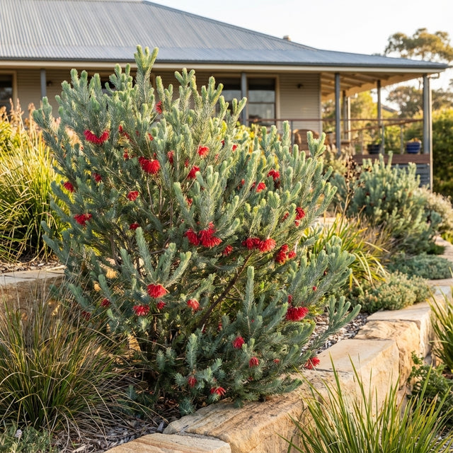 A drought-tolerant groundcover, One-Sided Bottlebrush (Melaleuca quadrifida prostrate form), with red flowers, grows in a garden with stone edging in front of a house with a tin roof.