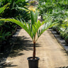 Orange Areca Palm