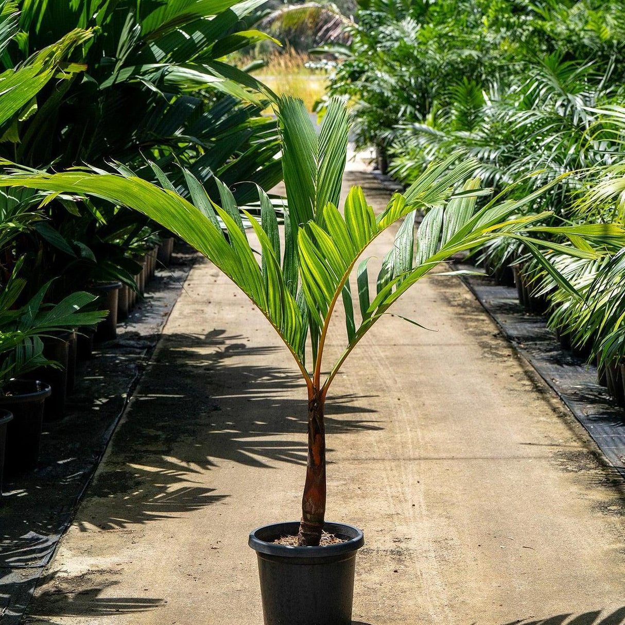 Orange Areca Palm - Areca vestiaria 'Orange Form'-Evergreen,High Water,Moderate Growing,Outdoor,Palm,Partial Shade,Tropical-Nursery Near Me