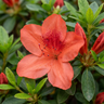 Orange Delight Azalea
