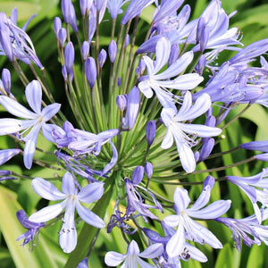 Orientalis Blue Agapanthus