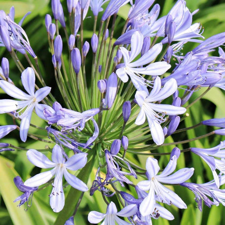 Orientalis Blue Agapanthus - Agapanthus 'Orientalis Blue'-Deciduous,Flowering,Full Sun,Moderate Growing,Moderate Water,Ornamental,Outdoor-Nursery Near Me