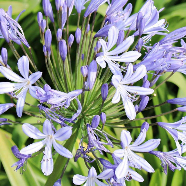 Orientalis Blue Agapanthus - Agapanthus 'Orientalis Blue'-Deciduous,Flowering,Full Sun,Moderate Growing,Moderate Water,Ornamental,Outdoor-Nursery Near Me