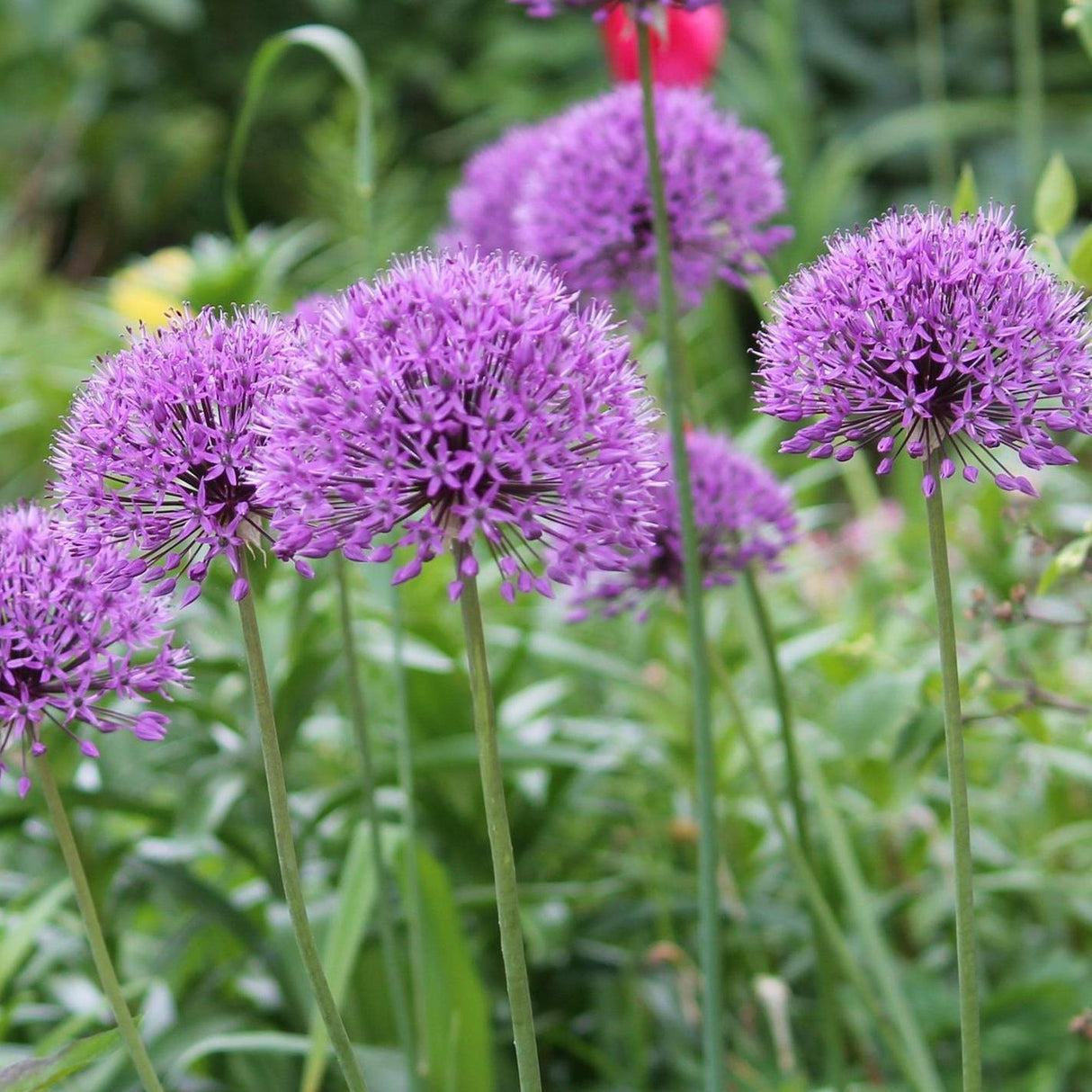 Ornamental Onion - Allium Luna-Deciduous,Flowering,Full Sun,Moderate Growing,Moderate Water,Ornamental,Outdoor-Nursery Near Me