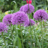 Ornamental Onion - Allium Luna-Deciduous,Flowering,Full Sun,Moderate Growing,Moderate Water,Ornamental,Outdoor-Nursery Near Me