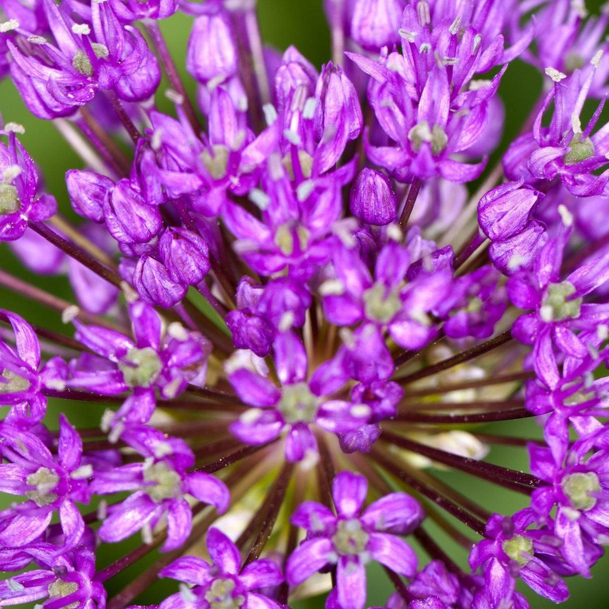 Ornamental Onion - Allium Luna-Deciduous,Flowering,Full Sun,Moderate Growing,Moderate Water,Ornamental,Outdoor-Nursery Near Me