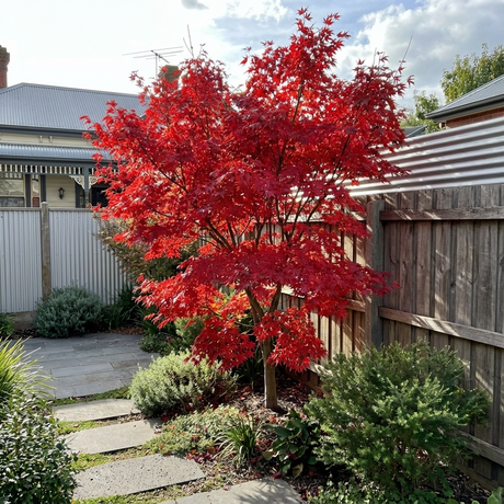 Osakazuki Japanese Maple - Acer palmatum ‘Osakazuki’ displays vibrant autumn color, creating a striking focal point in small gardens amid lush greenery and a wooden fence on sunny days.