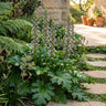 Oyster Plant