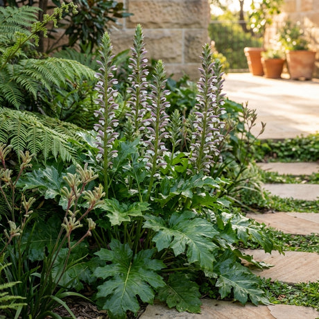 The Oyster Plant (Acanthus mollis), with its lush serrated green leaves, thrives alongside a stone pathway in a sunny garden.
