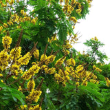 PELTOPHORUM pterocarpum "Golden Flame Tree" (Yellow Poinciana) - Ex Ground-Deciduous,Ex Ground,Fast Growing,Flowering,Full Sun,Moderate Water,Outdoor,Tree-Nursery Near Me