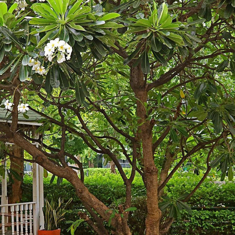 PLUMERIA obtusa "Frangipani" (White Frangipani) - Ex Ground-Deciduous,Ex Ground,Flowering,Full Sun,Moderate Growing,Moderate Water,Outdoor,Tree,Tropical-Nursery Near Me