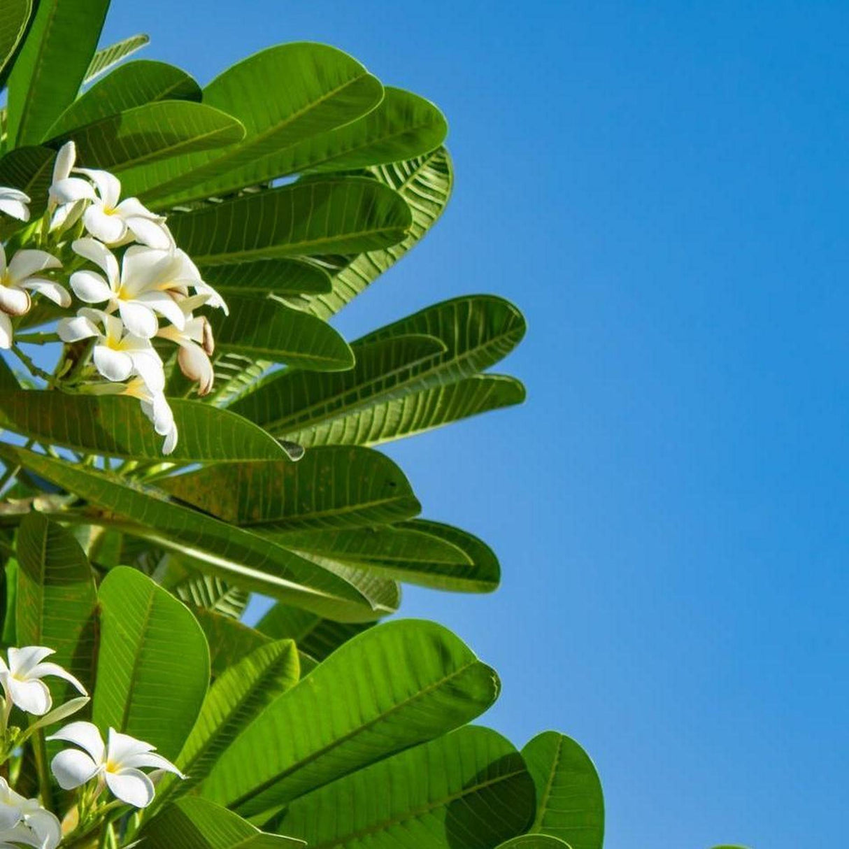 The PLUMERIA obtusa (White Frangipani) - Ex Ground features large green tropical leaves and white frangipani blooms that stand out vividly against a bright blue sky.