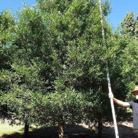 A person in a hat measures a tall, leafy PODOCARPUS elatus (Brown Pine) - Ex Ground outdoors with a measuring pole, highlighting its instant landscape impact as an advanced ex ground tree.