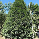 PRUMNOPITYS ladei (Mt. Spurgeon Black Pine) - Ex Ground-Conifer,Evergreen,Ex Ground,Moderate Water,Native,Outdoor,Partial Shade,Slow Growing-Nursery Near Me